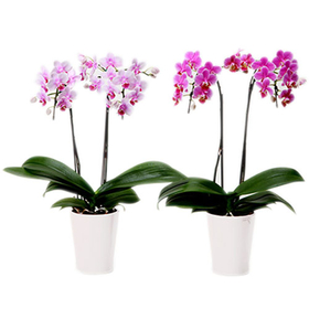 RinRin & RanRan Orchids – Indoor Plants in Japan