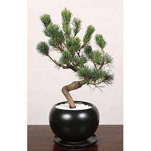Pinus Parviflora Bonsai – Bonsai Japan