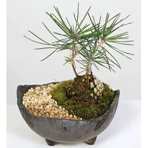 Pine Cone - Japanese Bonsai