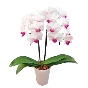 Indoor Plants Tokyo - Middy Yumi Phalaenopsis Pot