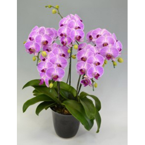 Tokyo Orchids