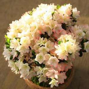 Tokyo Flower