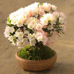 Tokyo Flower – Kurume Azalea Bonsai Plant