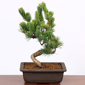 Send Flowers Tokyo – Japanese White Pine Pot