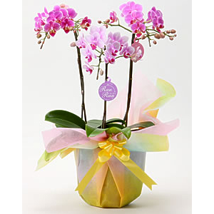 Tokyo Orchids