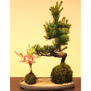 Goyomatsu and Nanten Moss Ball | Best Flower Delivery Tokyo