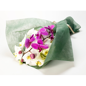 Online Flower Delivery Tokyo - Large Phalaenopsis Bouquet
