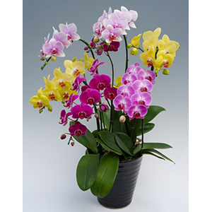 Tokyo Orchid