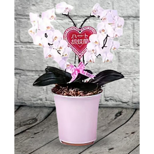 Tokyo Orchid | Heart Phalaenopsis Orchids Plant