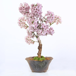 Flowers to Tokyo - Bonsai Cherry Gotembazakura