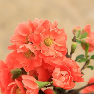 Online Flower Delivery Tokyo