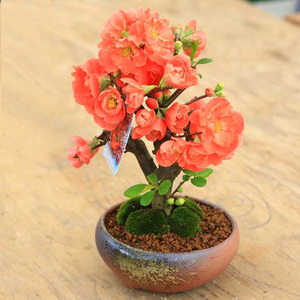 Online Flower Delivery Tokyo – Bonsai Chinese-Quince Boke