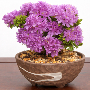 Bonsai Azalea Delivery Tokyo