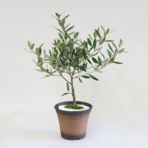 Flower Delivery in Japan Tokyo – Olive Bonsai