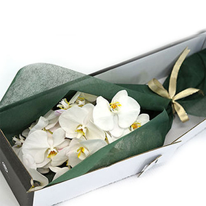 Tokyo Flower Shop - White Phalaenopsis Bouquet