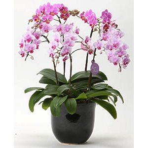 Tokyo Orchids