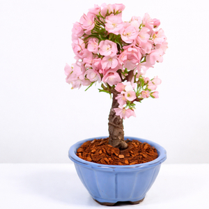 Bonsai Asahiyama Cherry Blossoms | Tokyo Flower Delivery