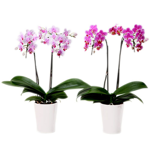 Pink Orchids Plant Pot | Indoor Plants in Japan