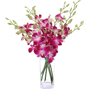 Tokyo Flower – Wine Dendrobium Orchids Vase