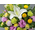 japan florist