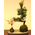 Moss Ball Goyomatsu Nanten - Buy Bonsai from Japan