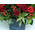 Cheap Flower Delivery Japan