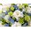 Funeral Flower Japan – White Arrangement