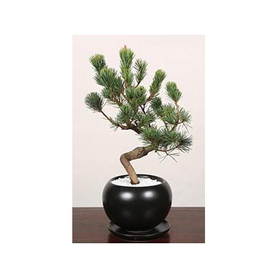Pinus Parviflora Bonsai – Bonsai Japan