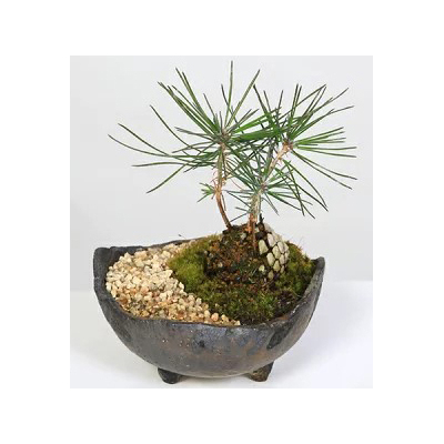 Pine Cone - Japanese Bonsai