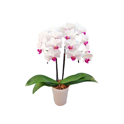 Indoor Plants Tokyo - Middy Yumi Phalaenopsis Pot