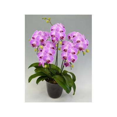 Tokyo Orchids