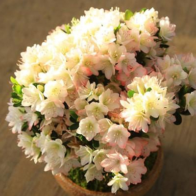 Tokyo Flower