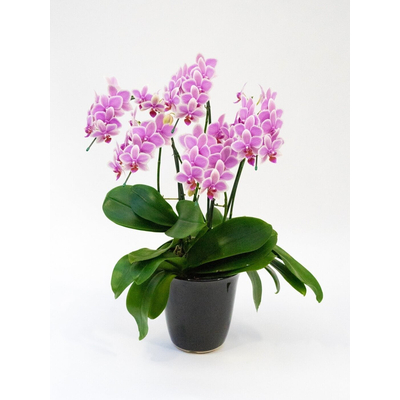 Hawaiian Mermaid Orchids Plant | Indoor Plants Tokyo