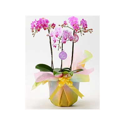 Tokyo Orchids