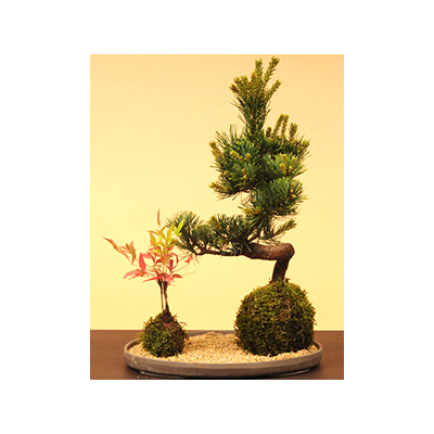 Goyomatsu and Nanten Moss Ball | Best Flower Delivery Tokyo