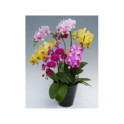 Tokyo Orchid