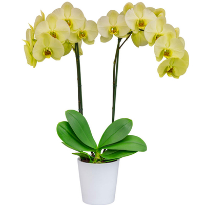 Indoor Yellow Orchids Plants Tokyo