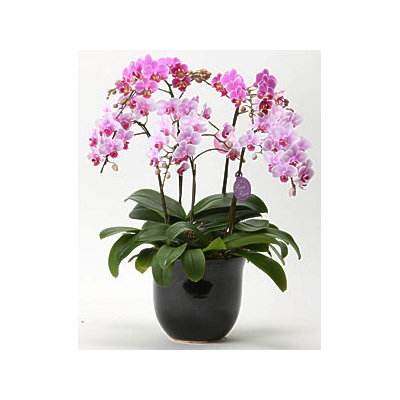 Tokyo Orchids