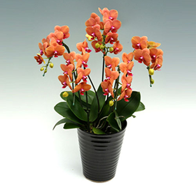 Phalaenopsis Orchids | Indoor Plants Japan